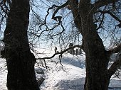 Da Fuipiano salita ai Tre Faggi (1399 m.) e allo Zuc di Pralongone (1503 m.) e verso i Canti il 17 marzo 09   - FOTOGALLERY